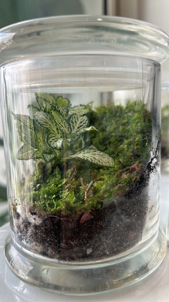 Terrarium Workshop Make you own Mini Garden with Light